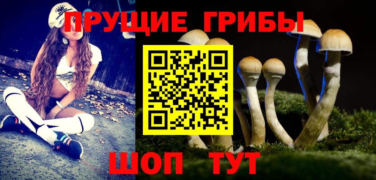 Псилоцибиновые грибы Psilocybe Крымск